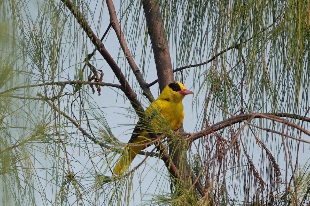 Black-naped Oriole - Roly Pitts