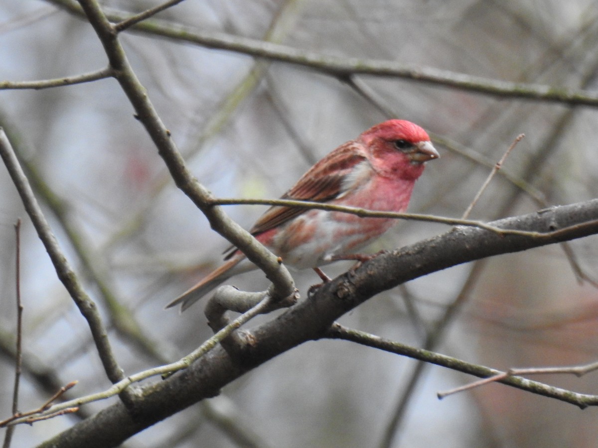 Purple Finch - ML435247741