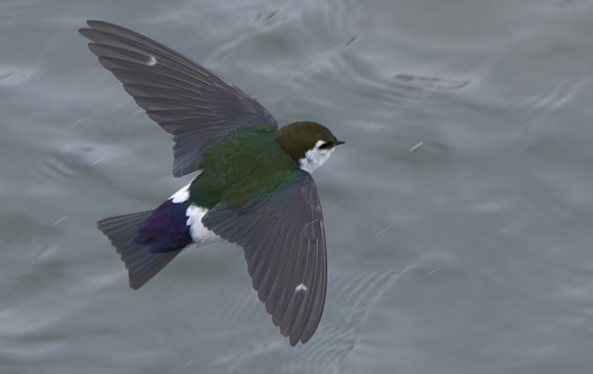 Violet-green Swallow - David Soltess