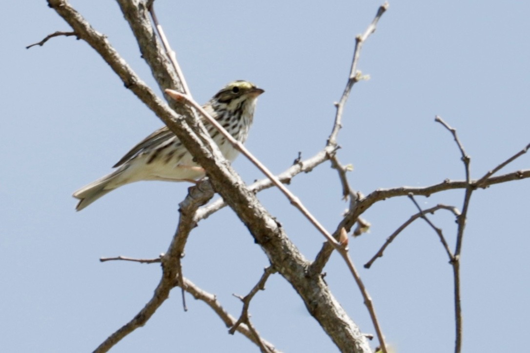 Savannah Sparrow - ML435248571