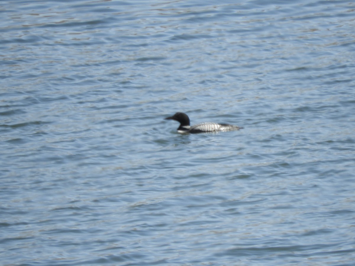 Common Loon - ML435249001