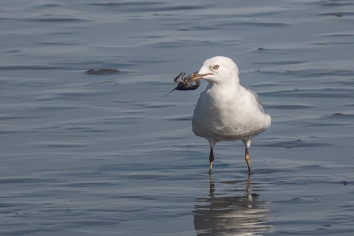 Ring-billed Gull - Susan Teefy