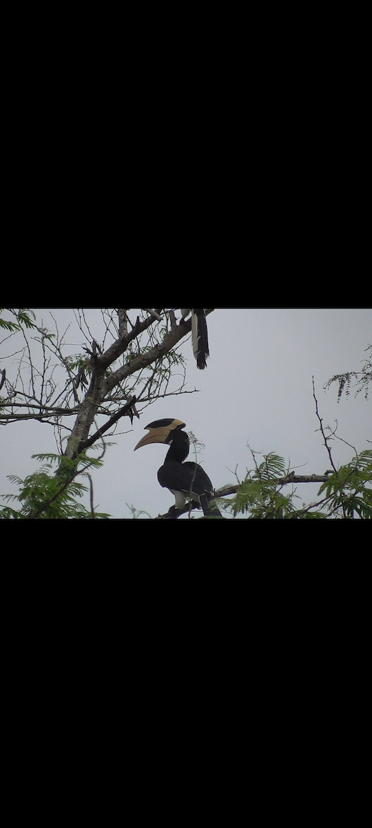 Malabar Pied-Hornbill - ML435251041