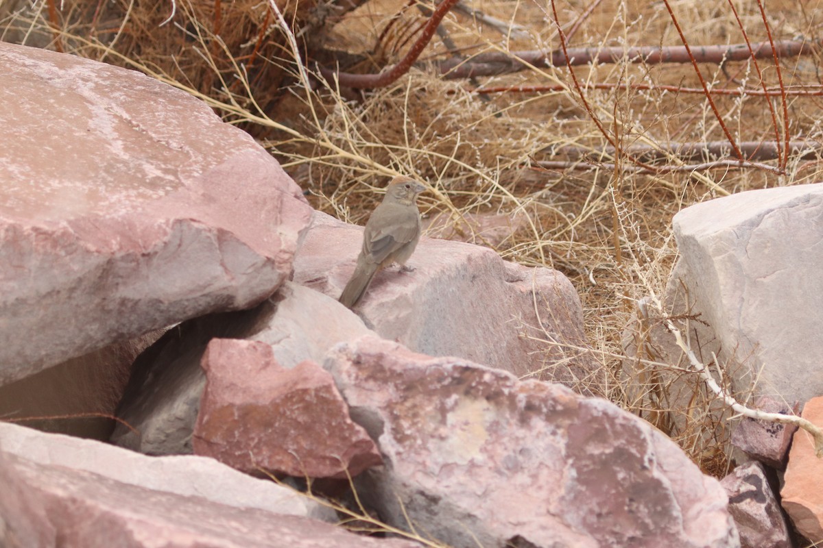 Canyon Towhee - ML435251701