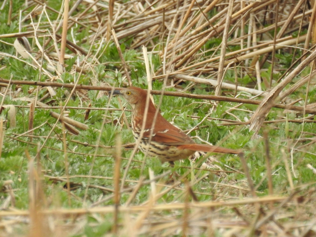 Brown Thrasher - ML435251921