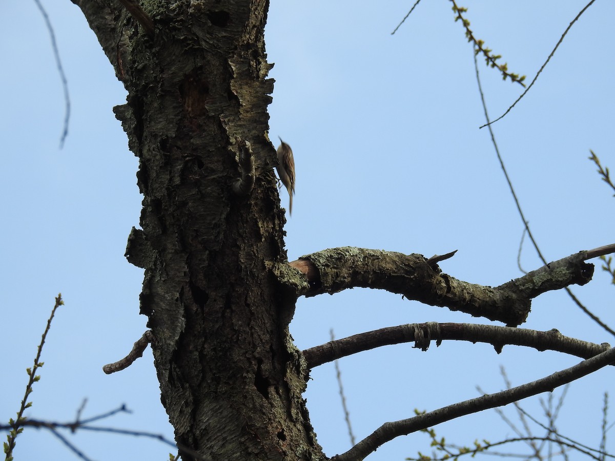 Brown Creeper - ML435252581