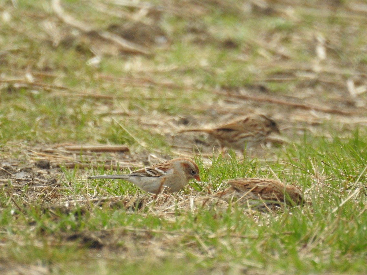 Field Sparrow - ML435252911