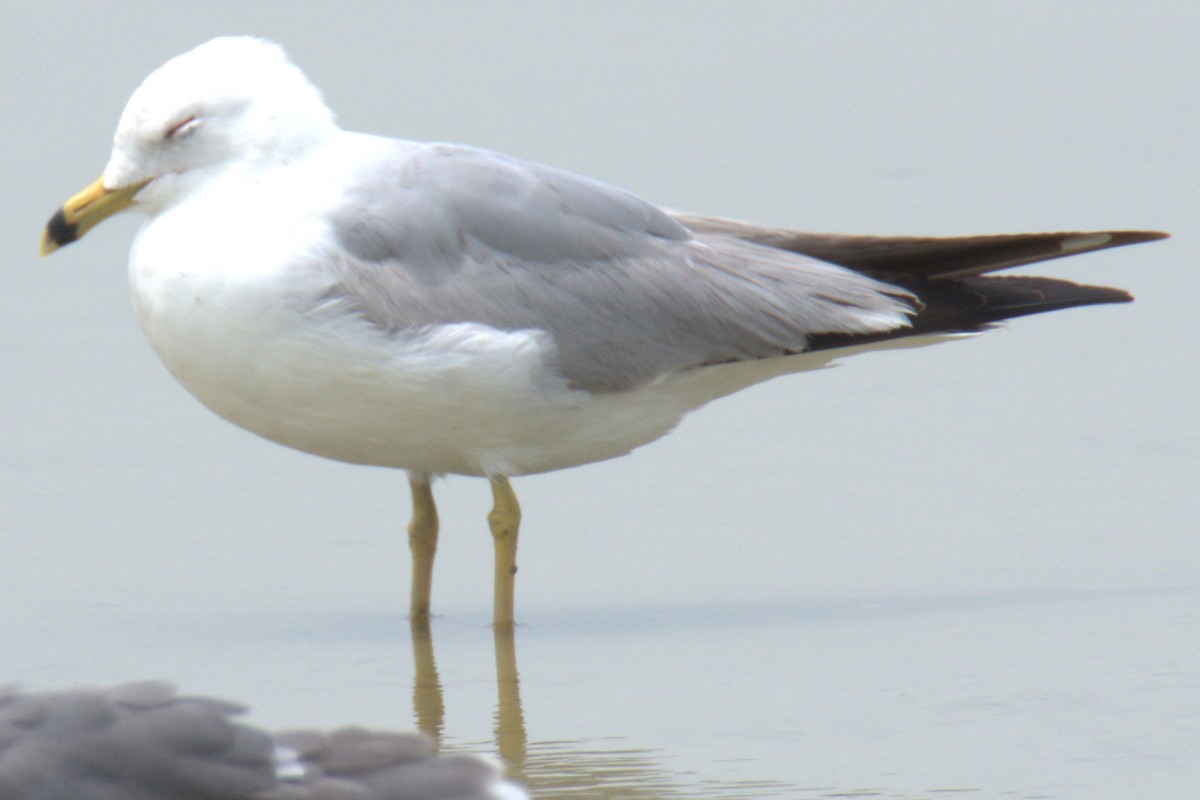 Ring-billed Gull - ML435253801