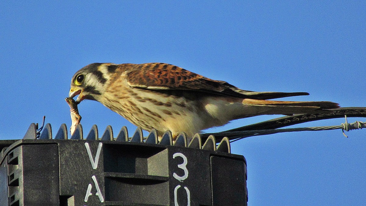 American Kestrel - Mauricio Fuentes Garrido