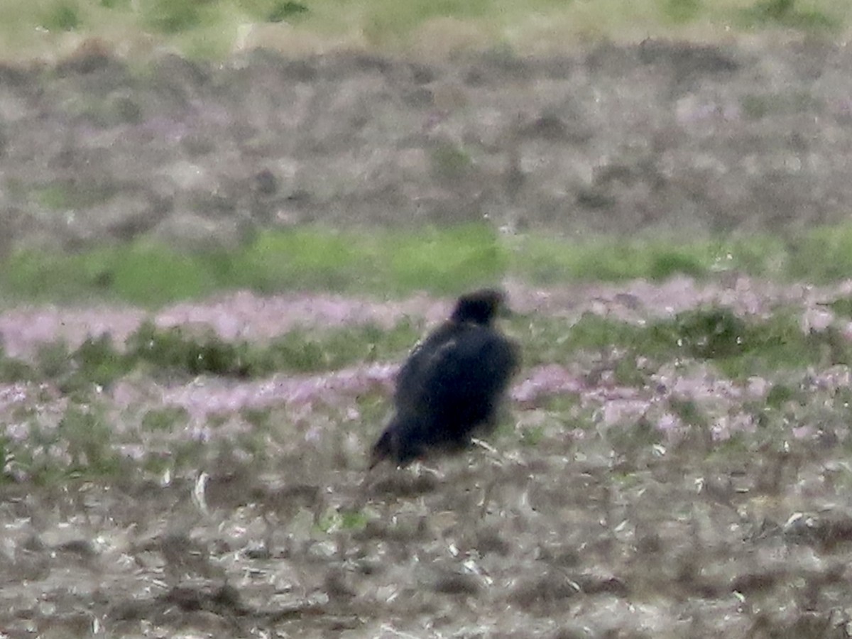 Peregrine Falcon - Lisa Owens