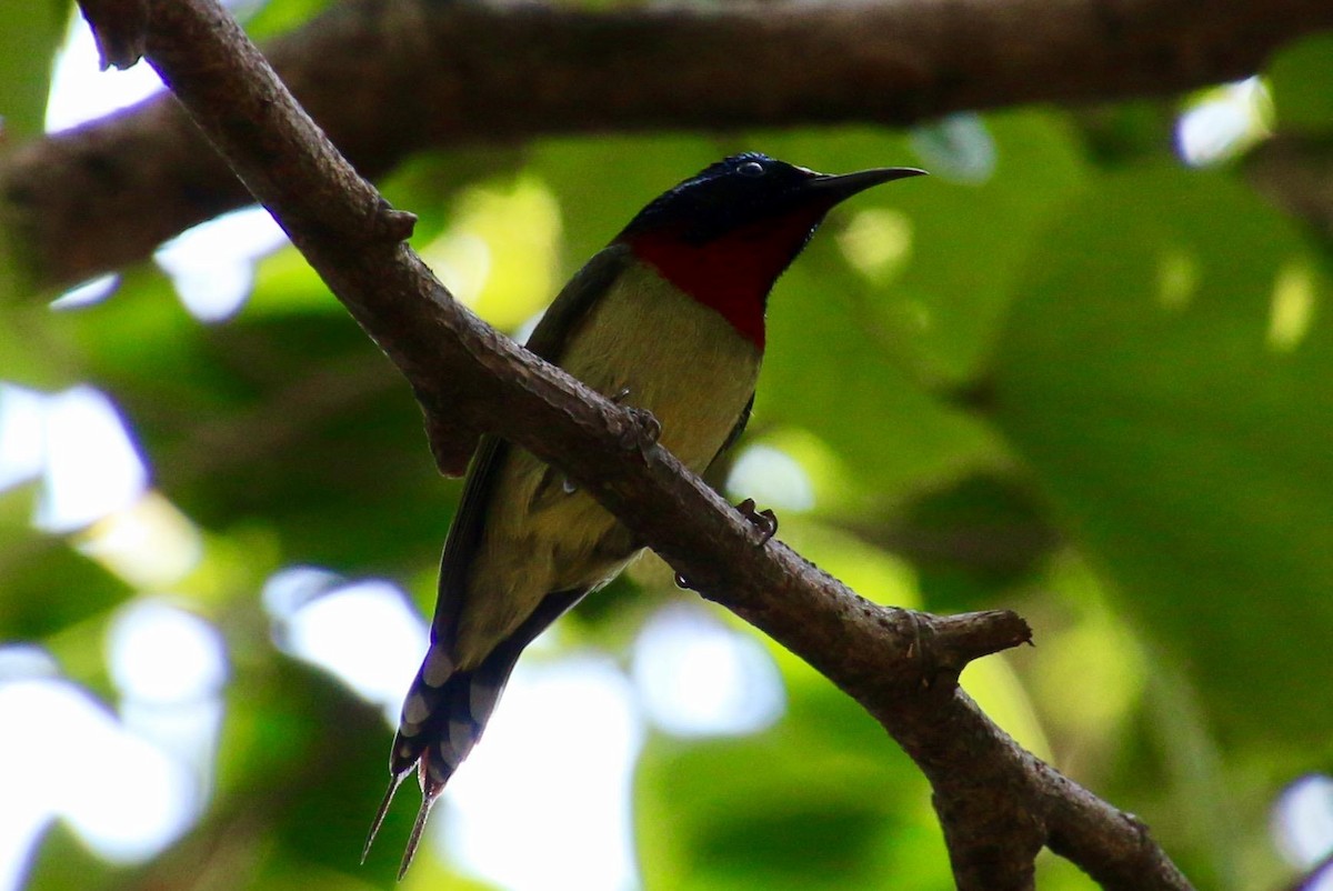 Fork-tailed Sunbird - ML435256911