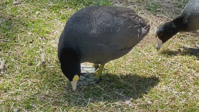 アメリカオオバン（White-shielded） - ML435259731