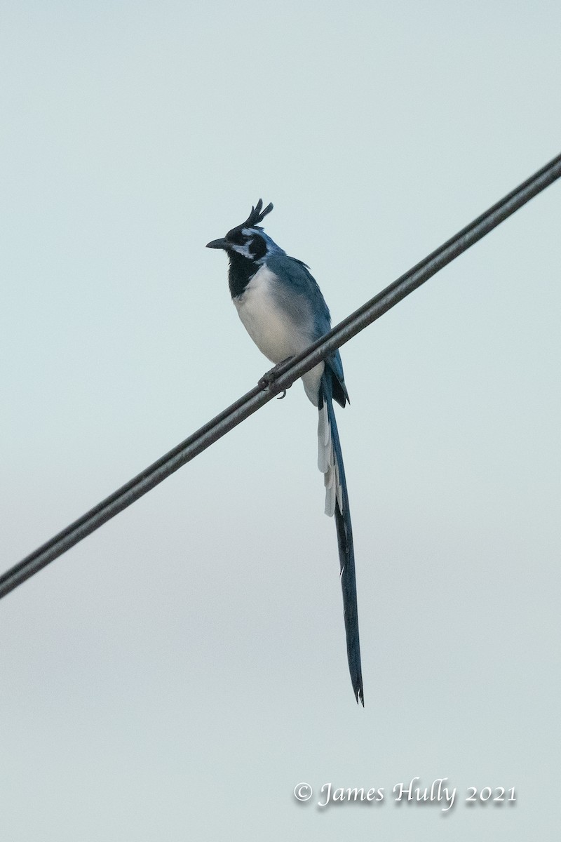 Black-throated Magpie-Jay - ML435259831