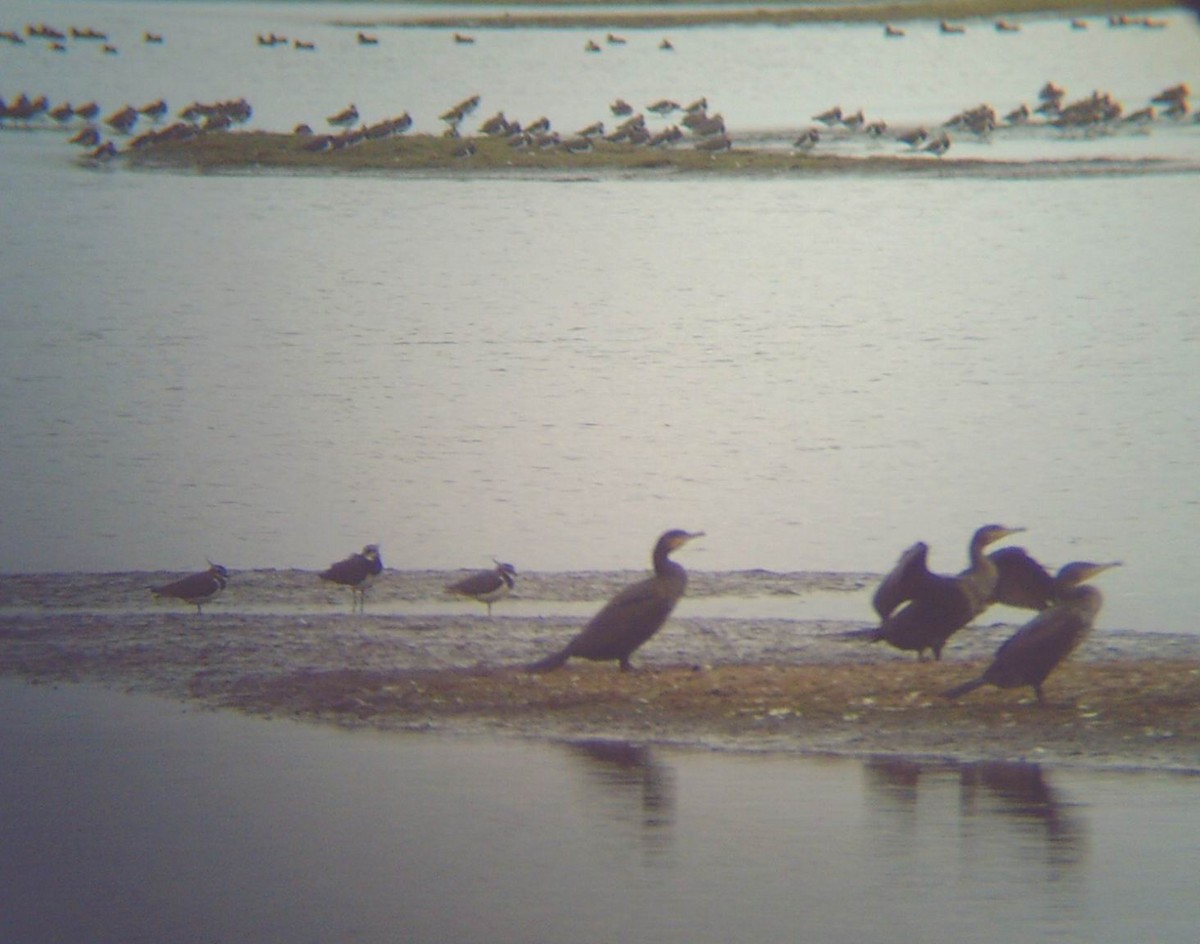Great Cormorant - ML435262301