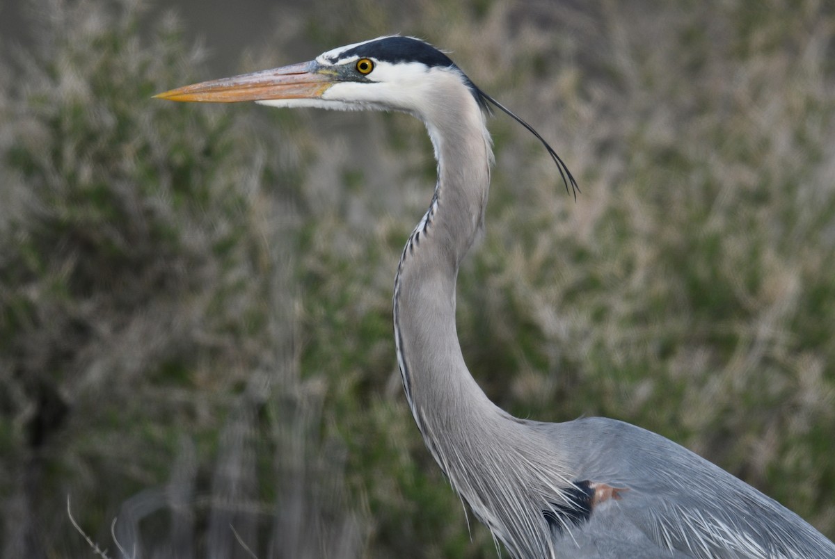 Great Blue Heron - Sara Raj