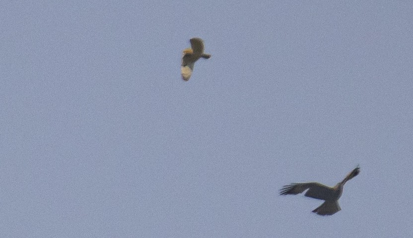 Short-eared Owl - ML435264211