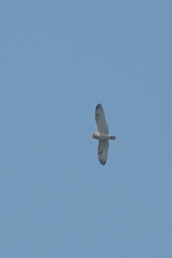 Short-eared Owl - Waseem Bhat