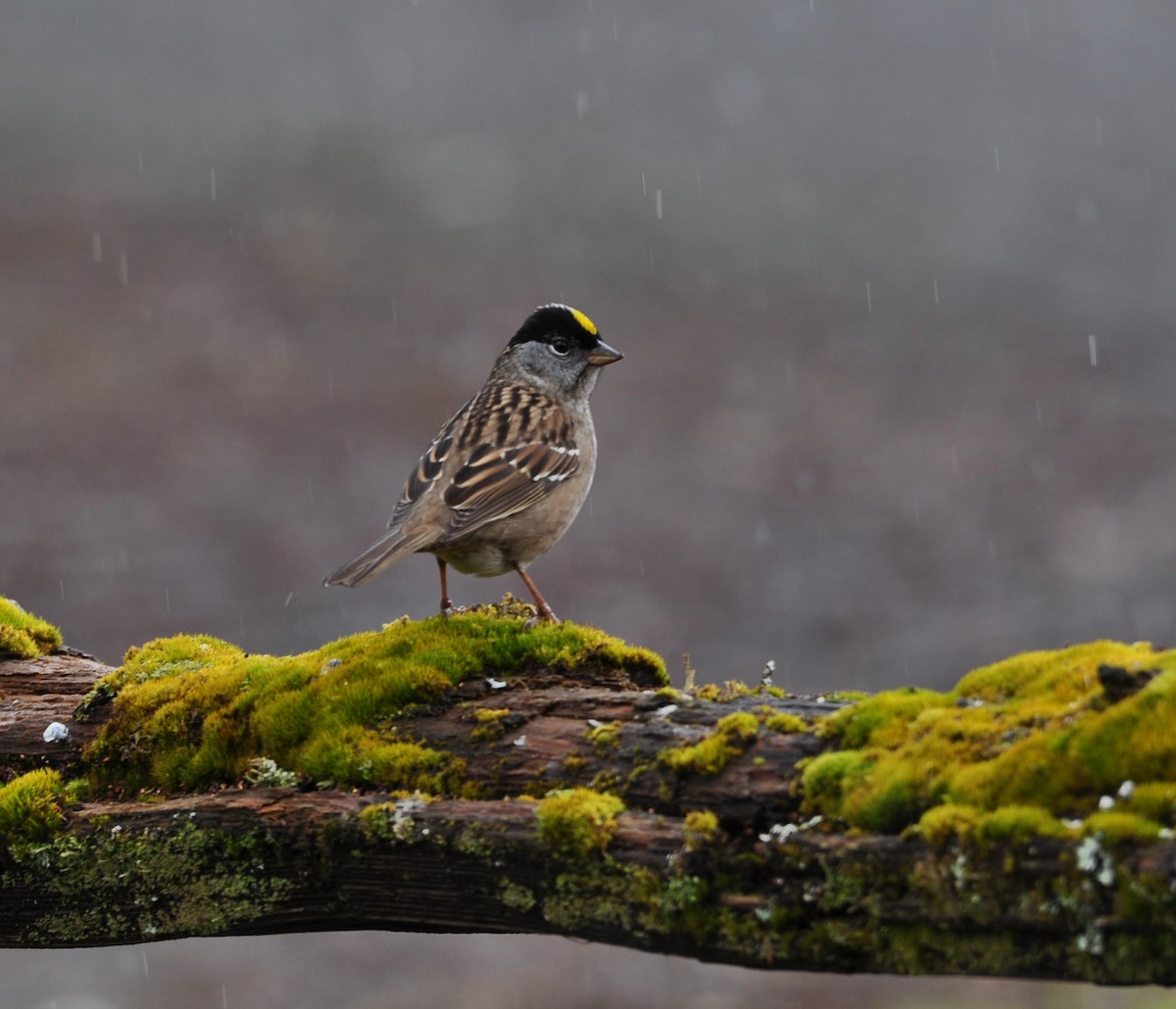 Golden-crowned Sparrow - ML435264381