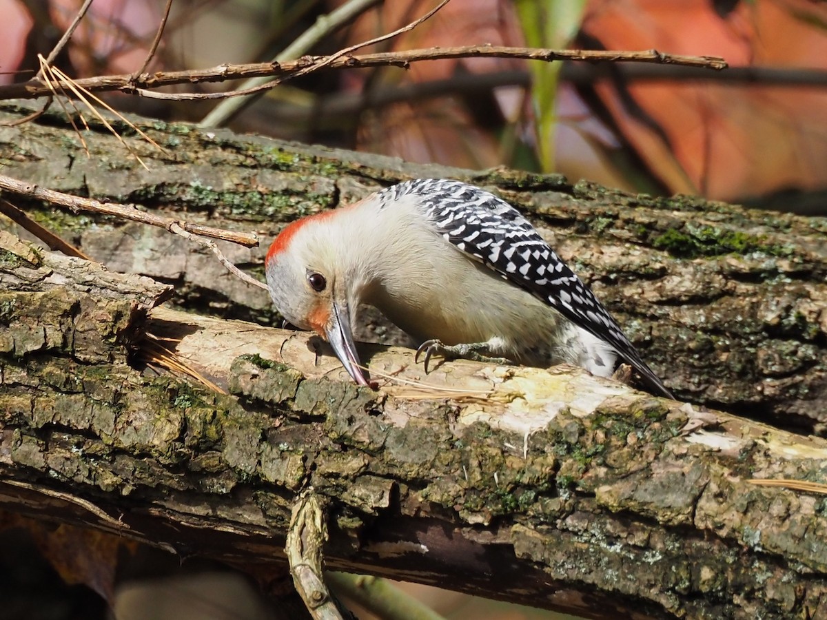 Red-bellied Woodpecker - ML435265001
