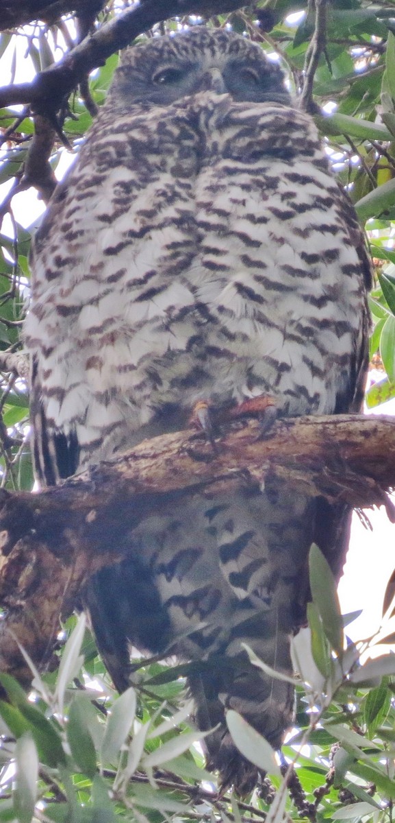 Powerful Owl - Alan Coates