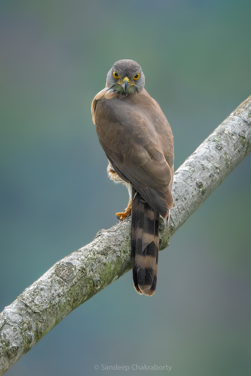 Crested Goshawk - ML435265851