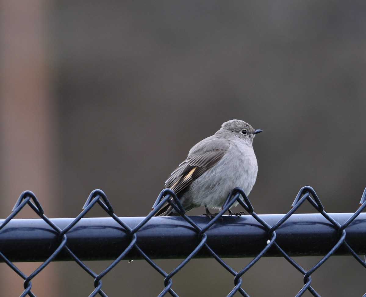 Townsend's Solitaire - ML435266271
