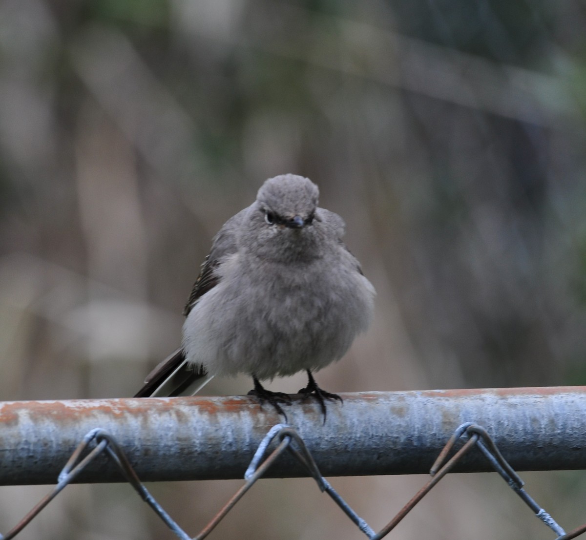 Townsend's Solitaire - ML435266281