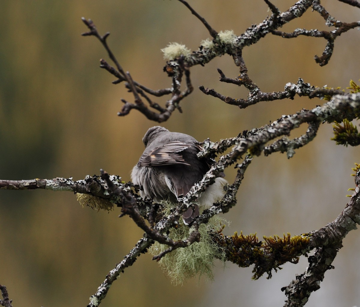 Townsend's Solitaire - ML435266291