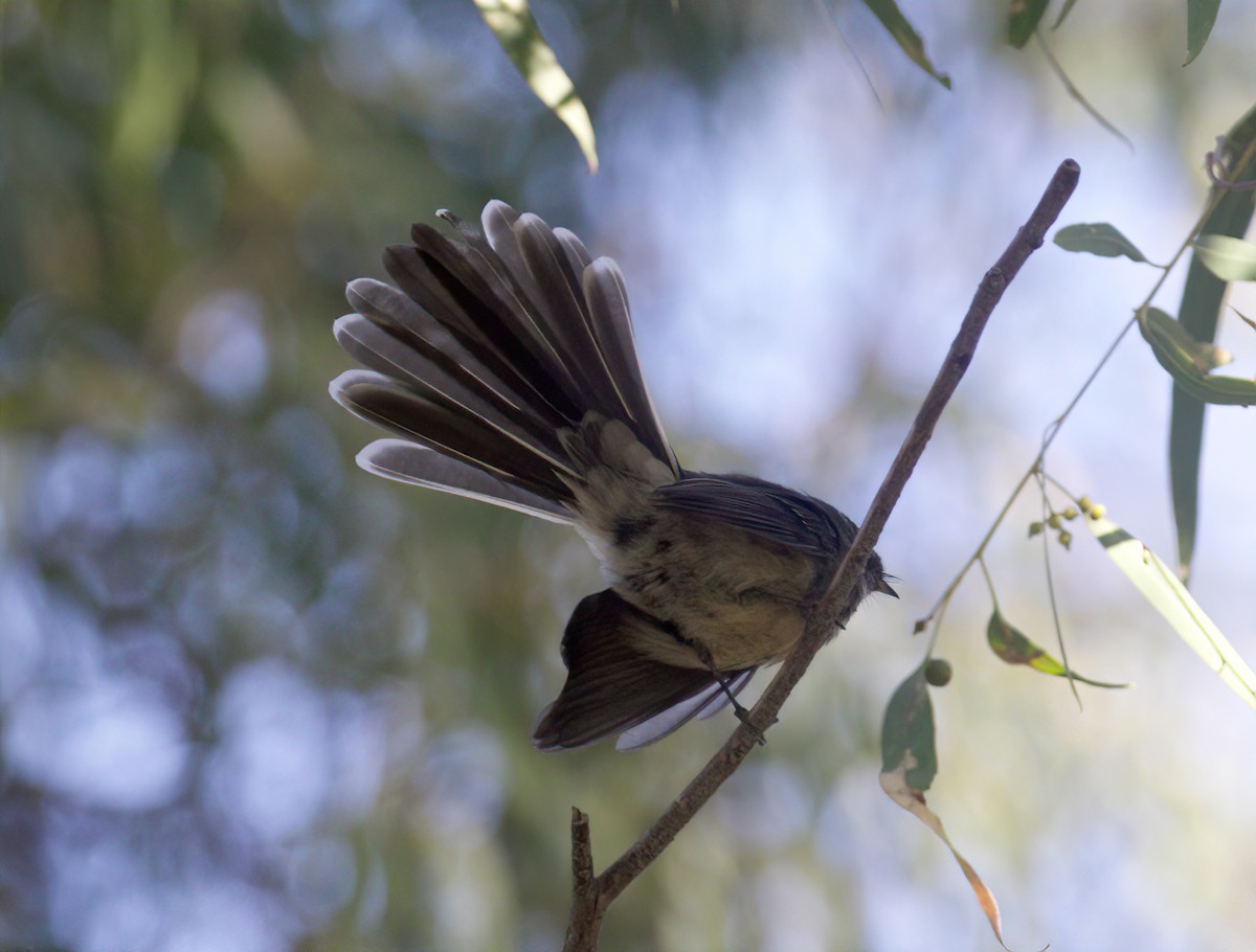 Gray Fantail (albiscapa) - ML435266341