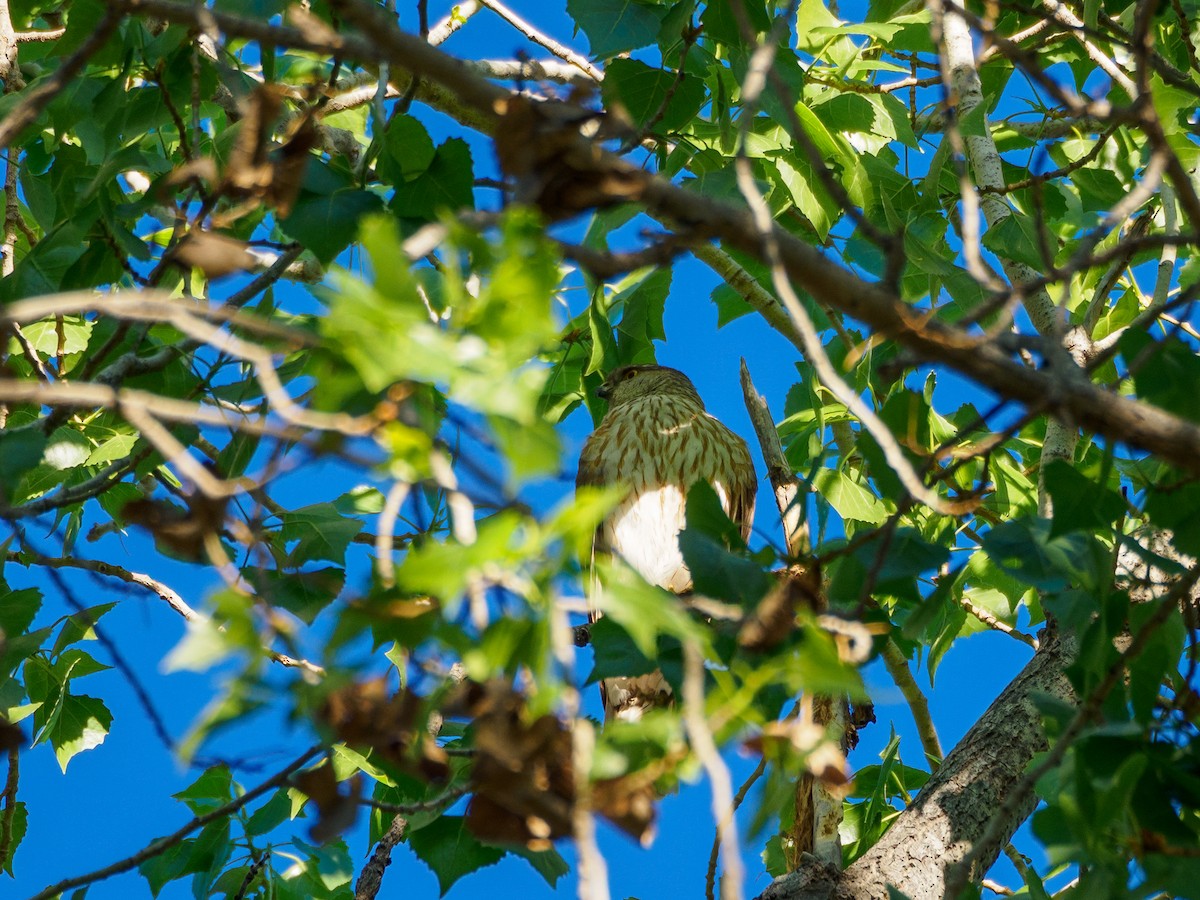 Sharp-shinned Hawk - ML435266561