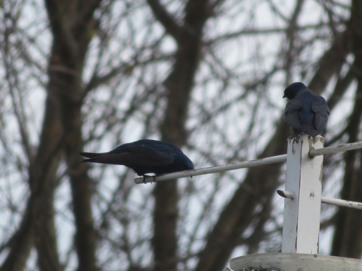 Purple Martin - ML435267551