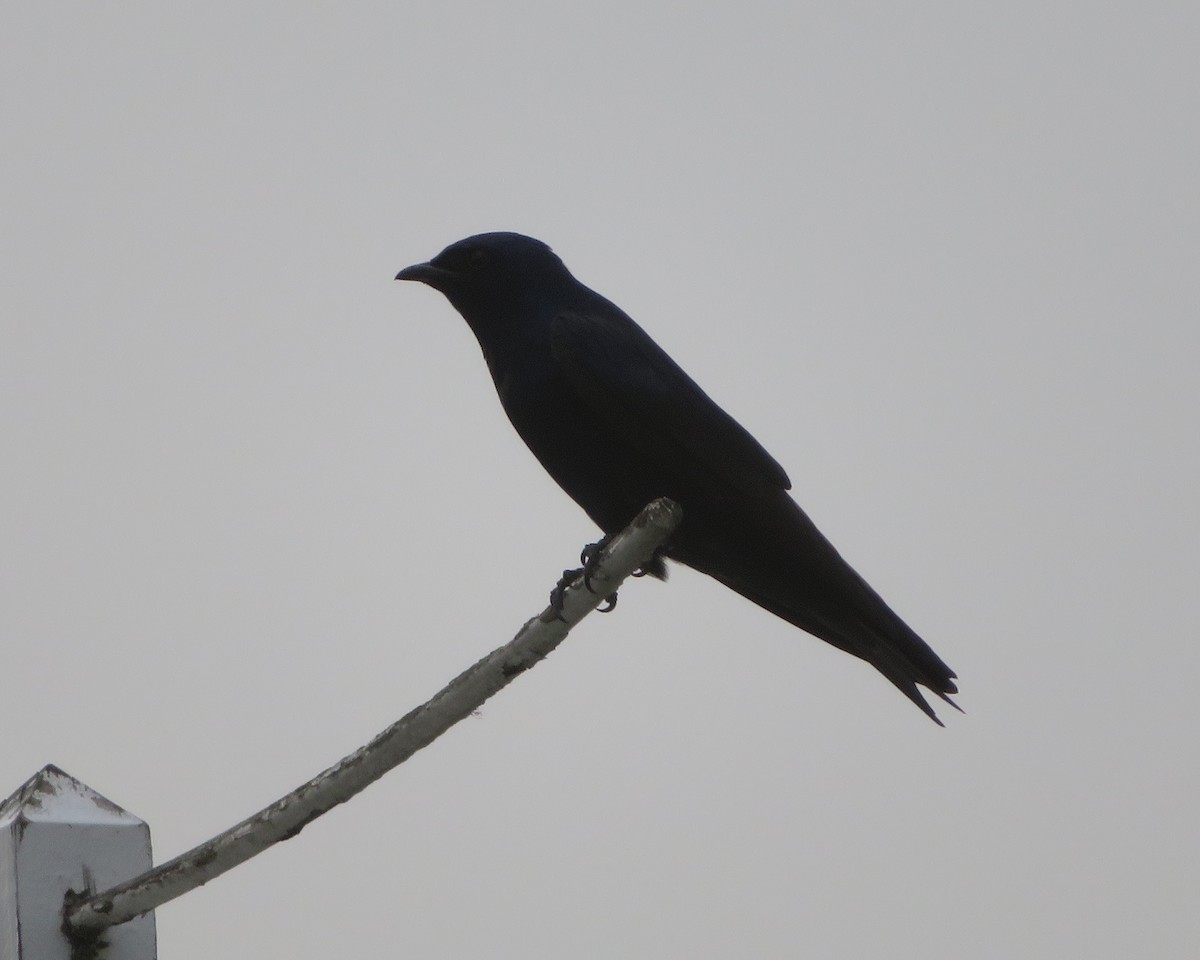 Purple Martin - ML435267581