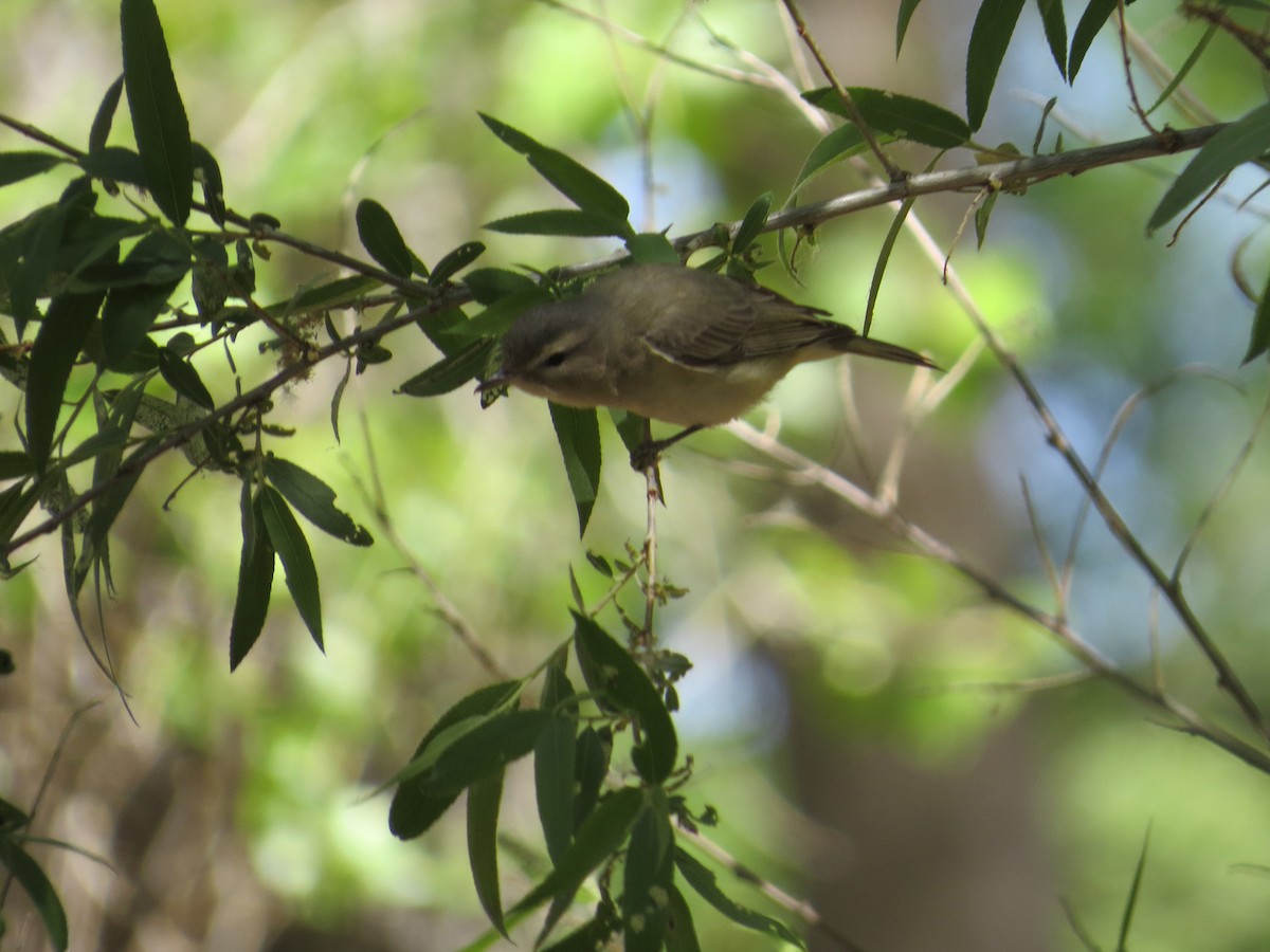 sangvireo - ML435268521