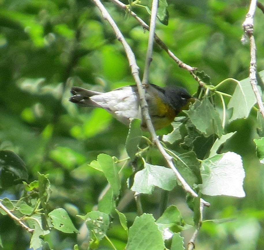 Northern Parula - ML435268901