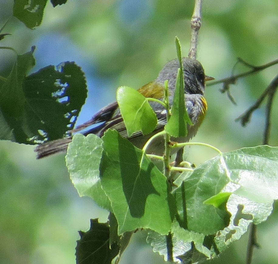 Northern Parula - ML435268911