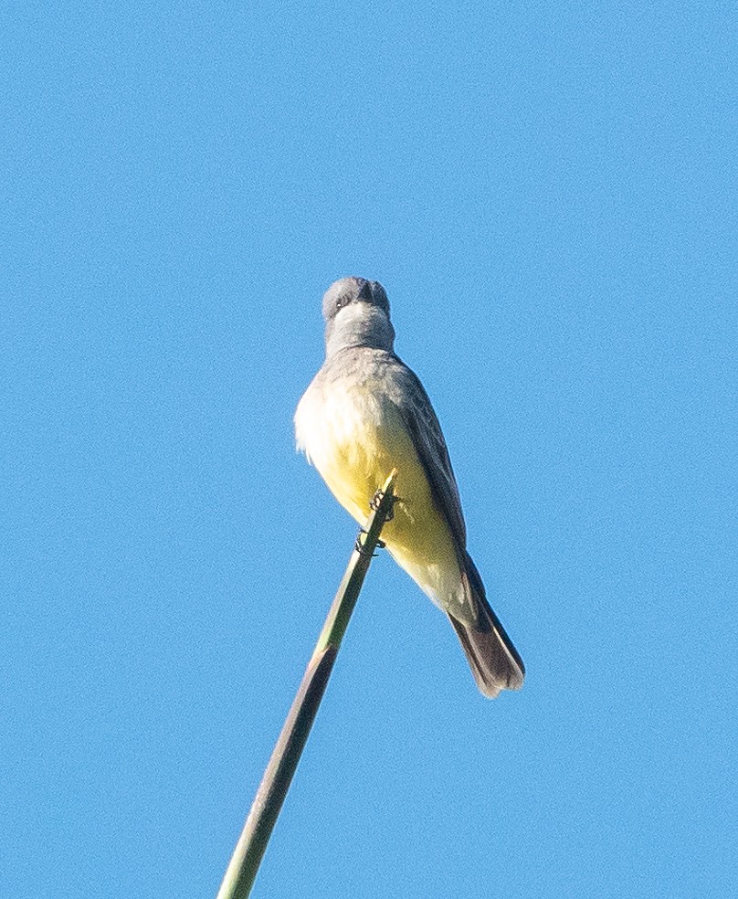 Cassin's Kingbird - ML435269651