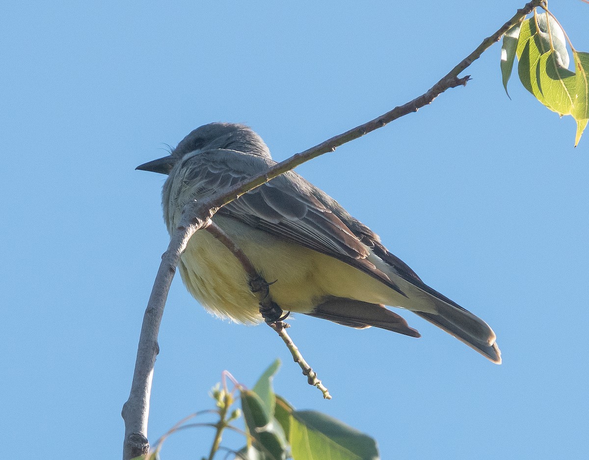 Cassin's Kingbird - ML435269741