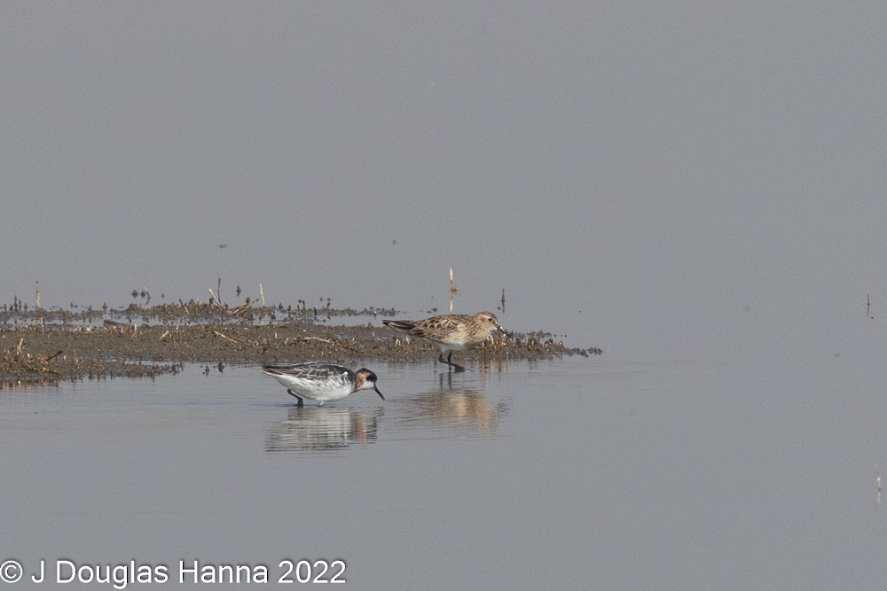 Phalarope à bec étroit - ML435270481