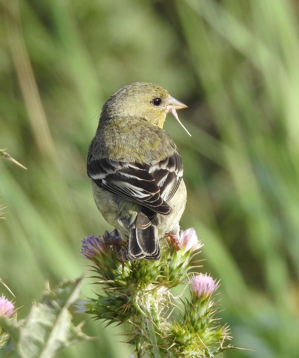 Lesser Goldfinch - ML435271751