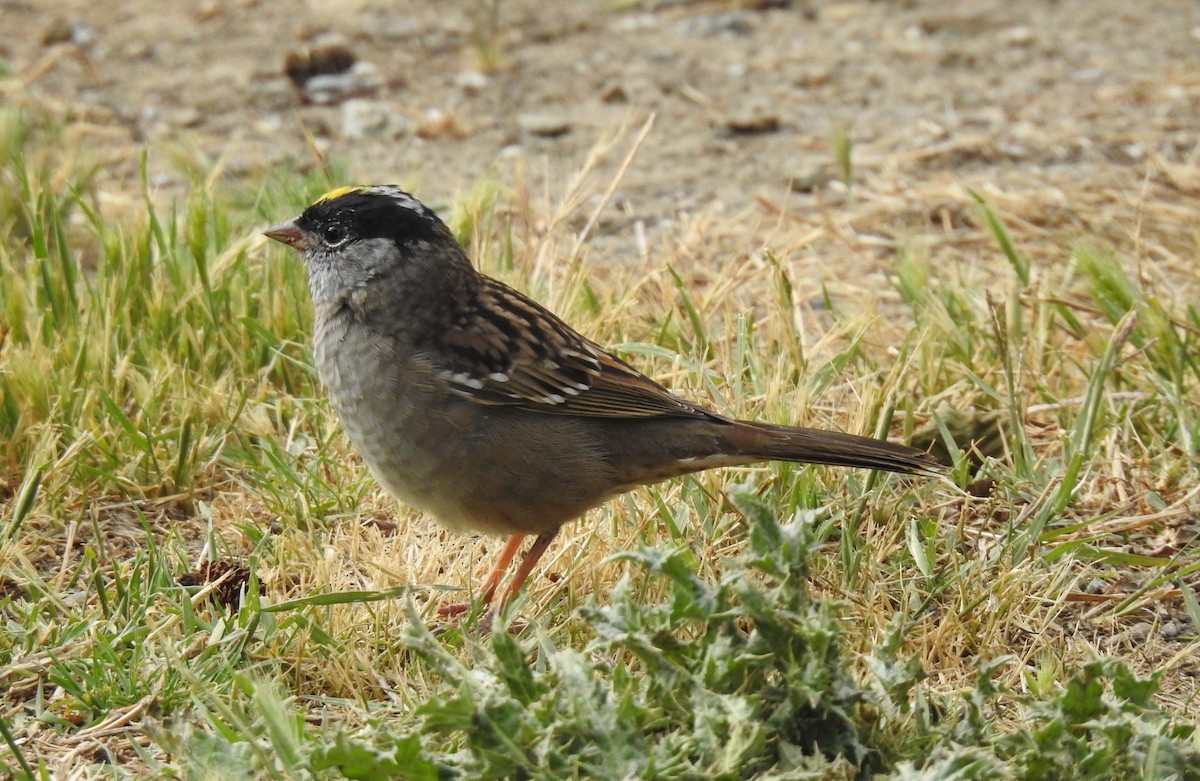 Golden-crowned Sparrow - ML435271771