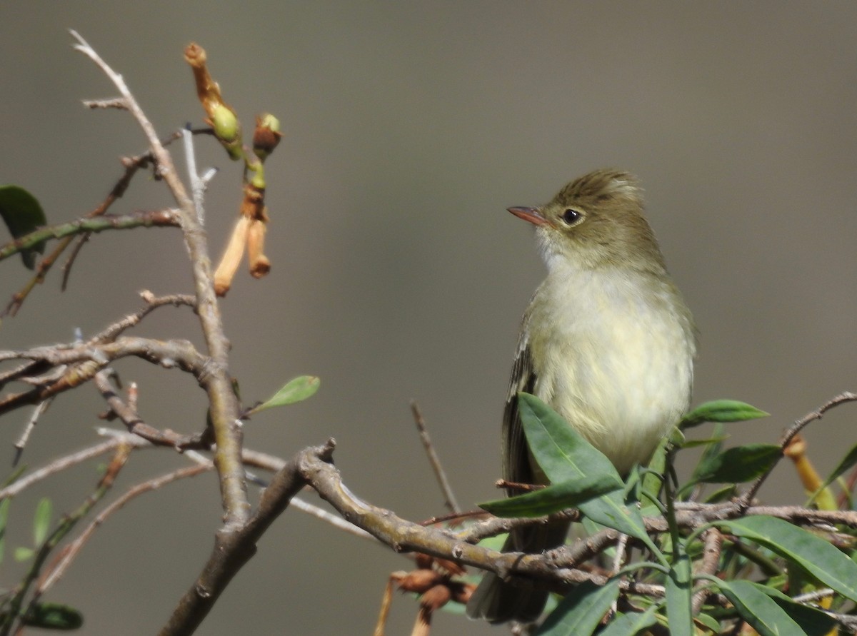 Fiofío Crestiblanco - ML43527231