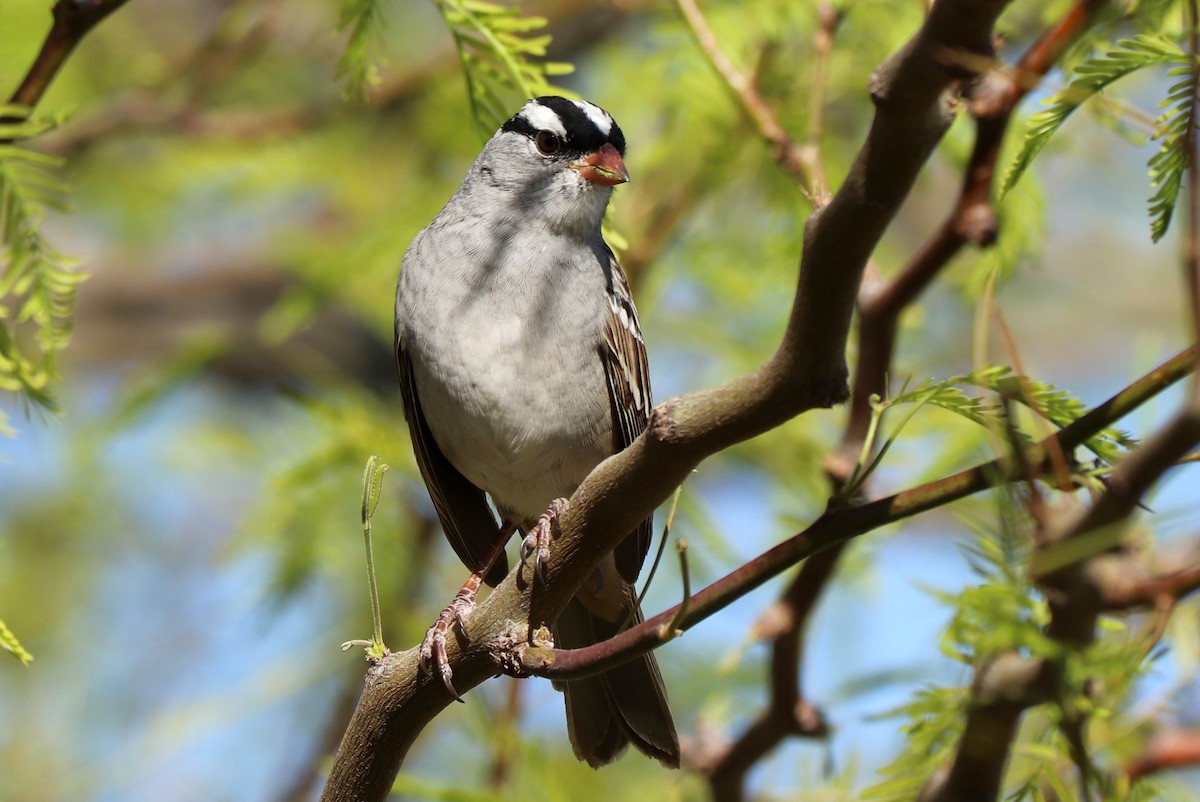 White-crowned Sparrow (Dark-lored) - ML435272921