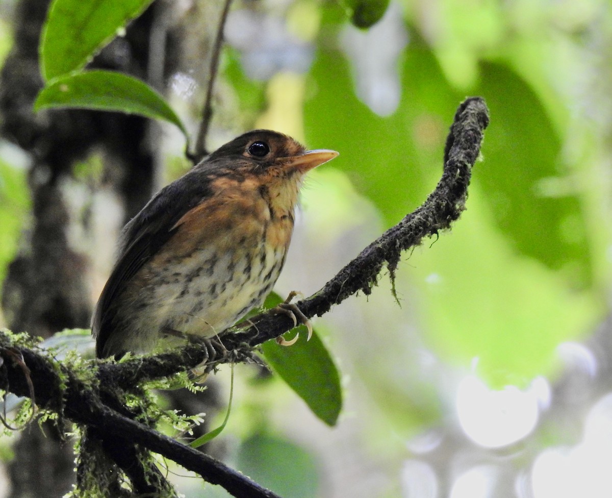 Ochre-breasted Antpitta - Tomohide Cho