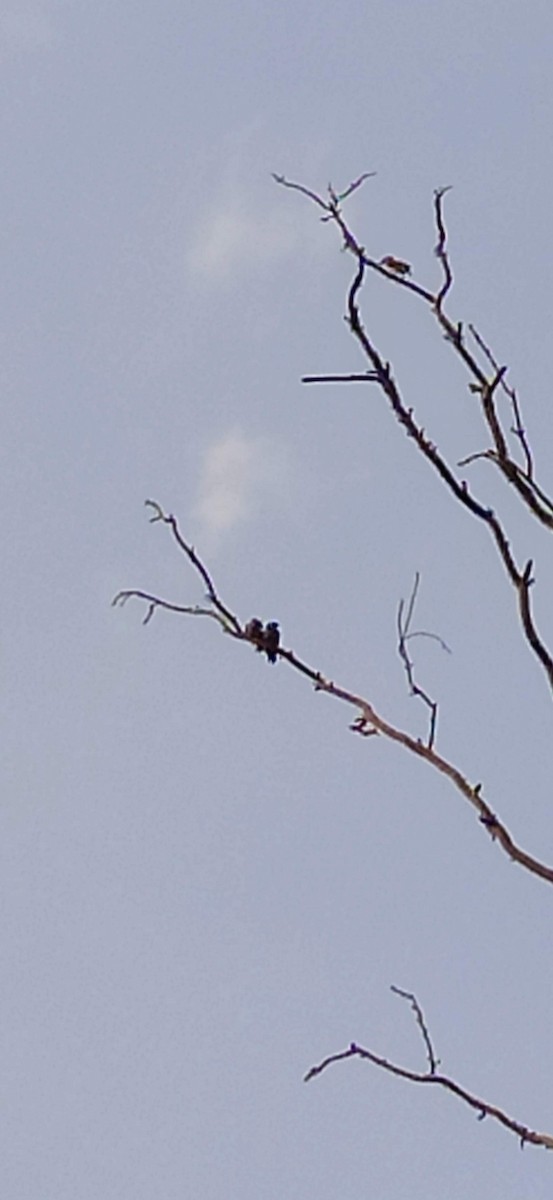 Ashy Woodswallow - ML435276281