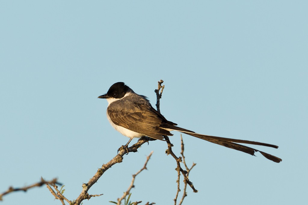 Fork-tailed Flycatcher - ML43527701