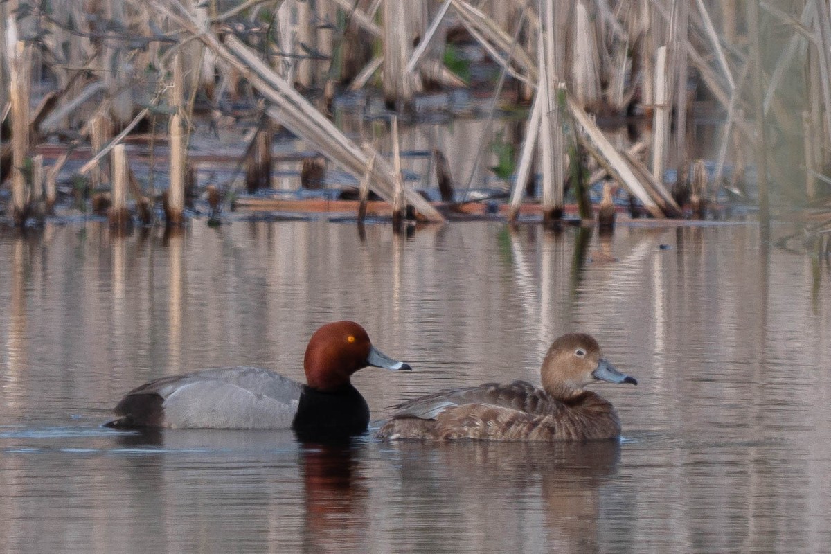 Redhead - ML435278691