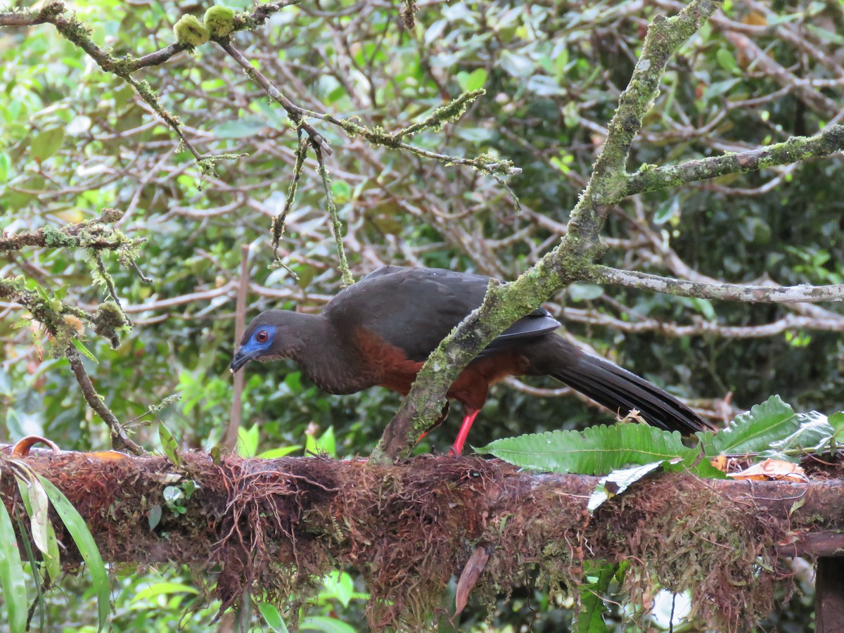 Sickle-winged Guan - ML435278921
