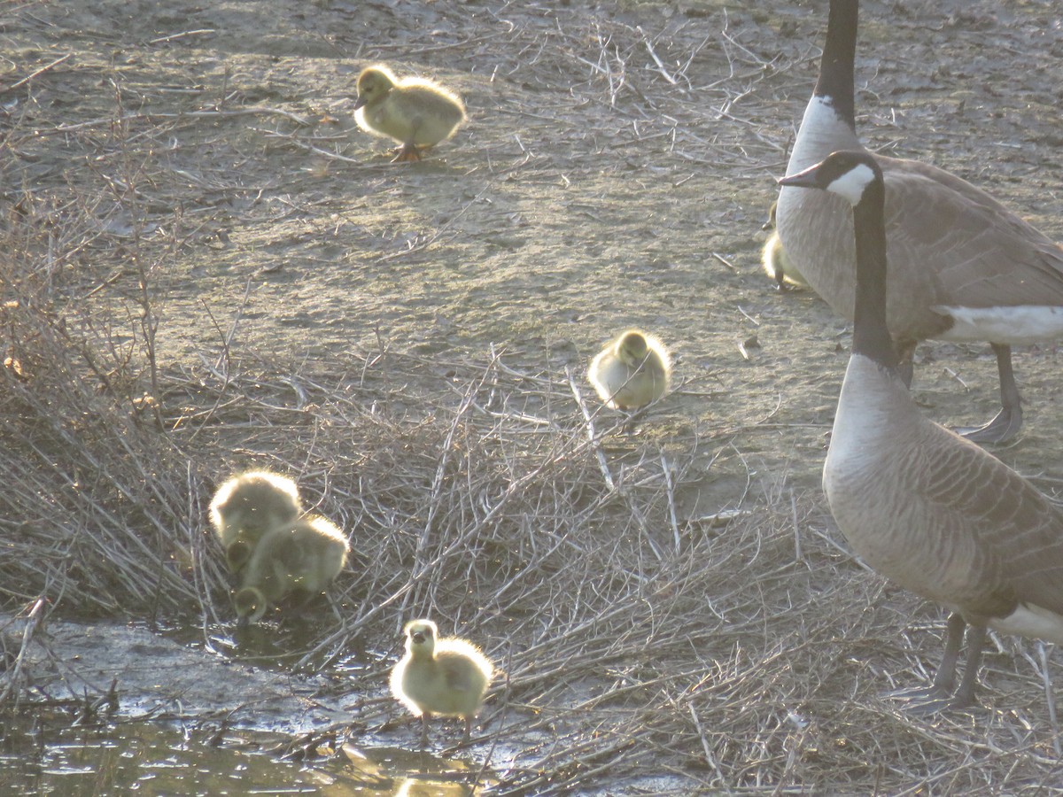 Canada Goose - ML435279271