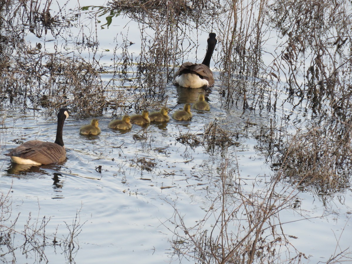 Canada Goose - ML435279281