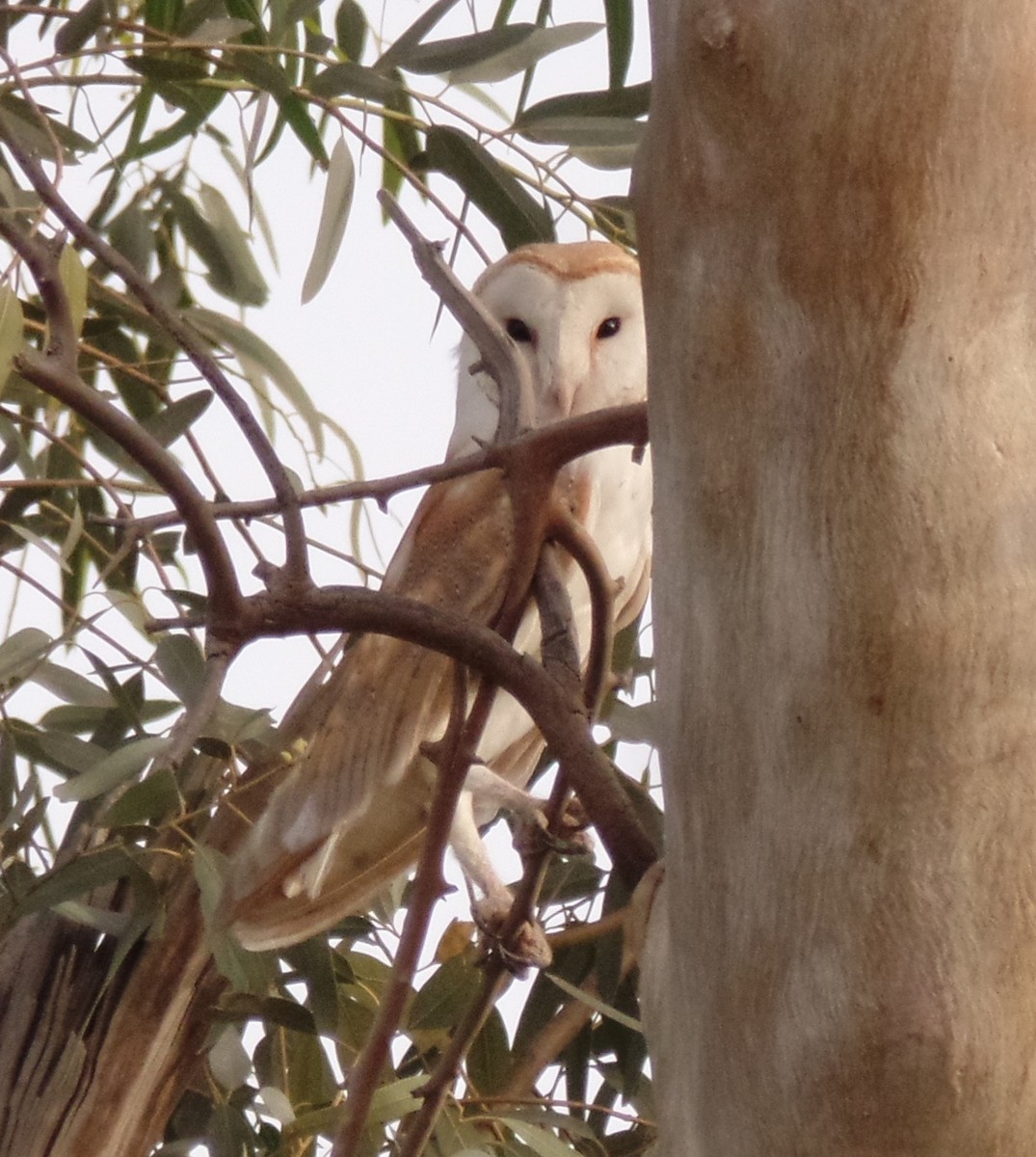 Barn Owl - ML435283121